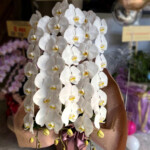 開店祝い　花　胡蝶蘭　尼崎花屋　周年祝い　移転祝い　開業祝い　開院祝い　就任祝い　昇進祝い　伊丹花屋